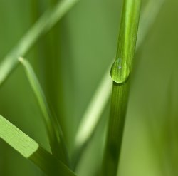 Bokeh Grass.jpg