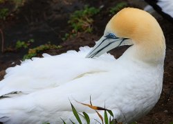 gannet3.jpg