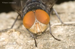 Calliphoridae de frente 02.jpg