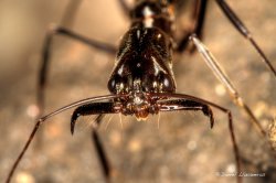 Odontomachus chelifer HDR.jpg