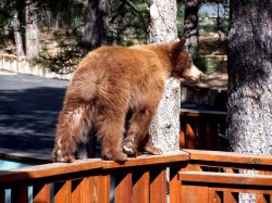 Bear-on-deck.jpg