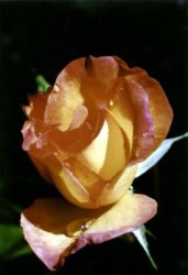 Rose Bud.jpg