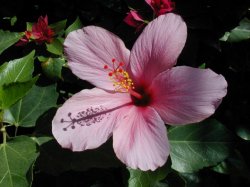 pink-flower-with-shadow.jpg