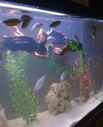 Fish Tank 010.jpg