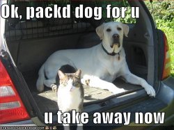 funny-pictures-cat-has-packed-the-dog-for-you.jpg