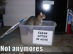 funny-pictures-there-is-no-longer-clean-litter-in-the-box.jpg