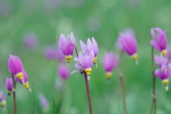 Alpine Flowers.JPG