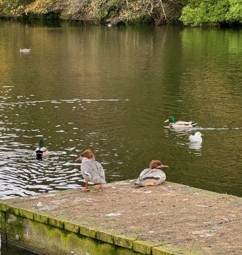 ⁨Craiglockhart Local Nature reserve⁩.jpeg