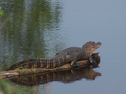 gator 007.jpg