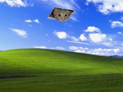 bliss%20ceiling%20cat.jpg
