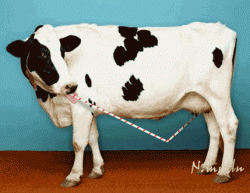 smart cow.gif