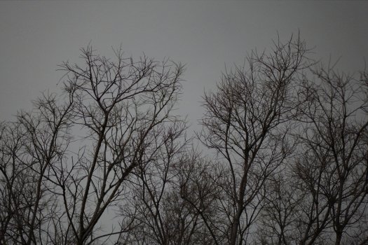 P1000137DL.jpg