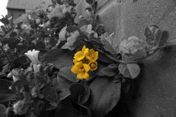 Yellow flower2.jpg