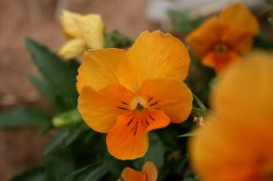 OrangeFlower_SMALL.jpg