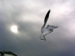 Seagull.jpg