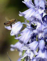 BluebellBee.jpg