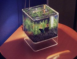 _computer_aquarium_27.jpg