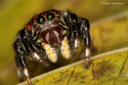 Salticidae negra y roja 02.jpg