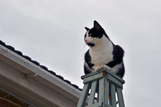 King Of The Castle.JPG