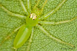 Salticidae verde.jpg