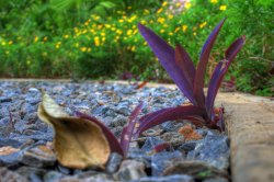 HDR piedras.jpg