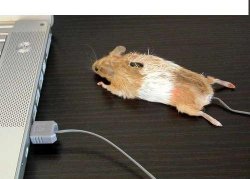 mouse.JPG