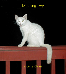 iCat.png