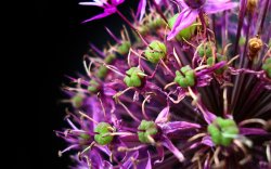 Colourful Circle Plant Close Up.jpg