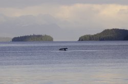 20090527_0051 Whale.jpg