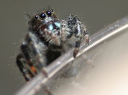 jumpspider.jpg