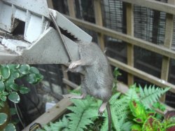 Rat1.JPG