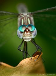 Dragonfly head-on.jpg