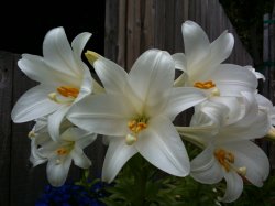 IMG_0006.JPG