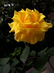 IMG_0009.jpg