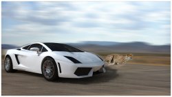 LP560 Vs Cheetah.3.jpg