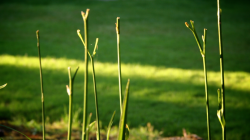 Backyard Plant.png