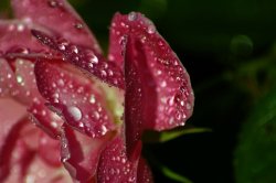 Wet-Rose.jpg