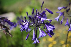 Purple Flower - Medium.jpg