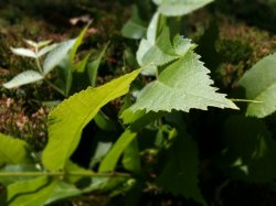 IMG_0018.JPG