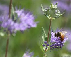 valmont_park_bee0719.jpg