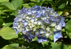 WoodlandParkFlower_Blue2.jpg