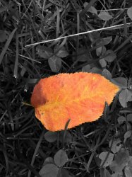 IMG_0269.JPG