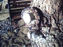 my ball python.jpg