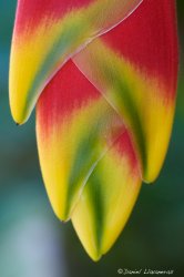 Heliconia rostrata.jpg