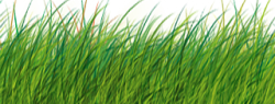 Grass Dock.png