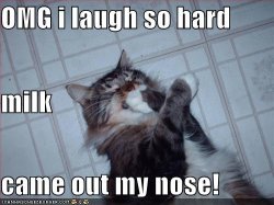 funny-pictures-cat-laughs-hard.jpg