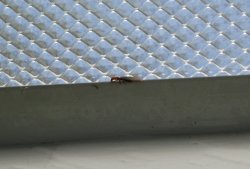 IMG_1105.JPG