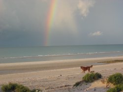 dog rainbow copy.jpg