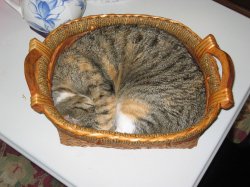 cat basket.JPG