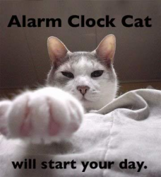 alarmclockcat.jpg.png